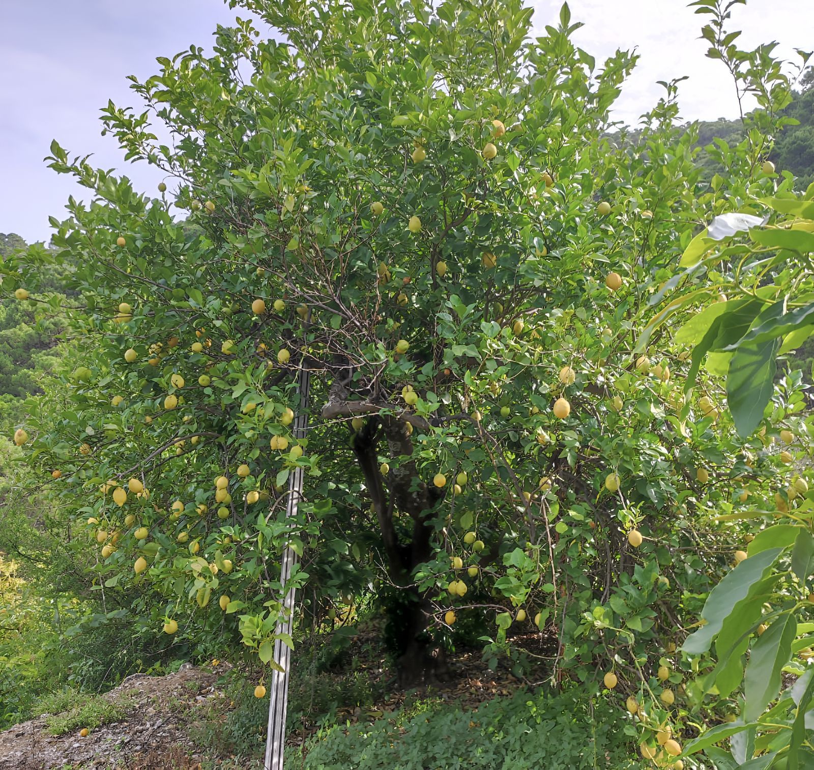 5ad2ee9653812f710339e2455e595387 - 14