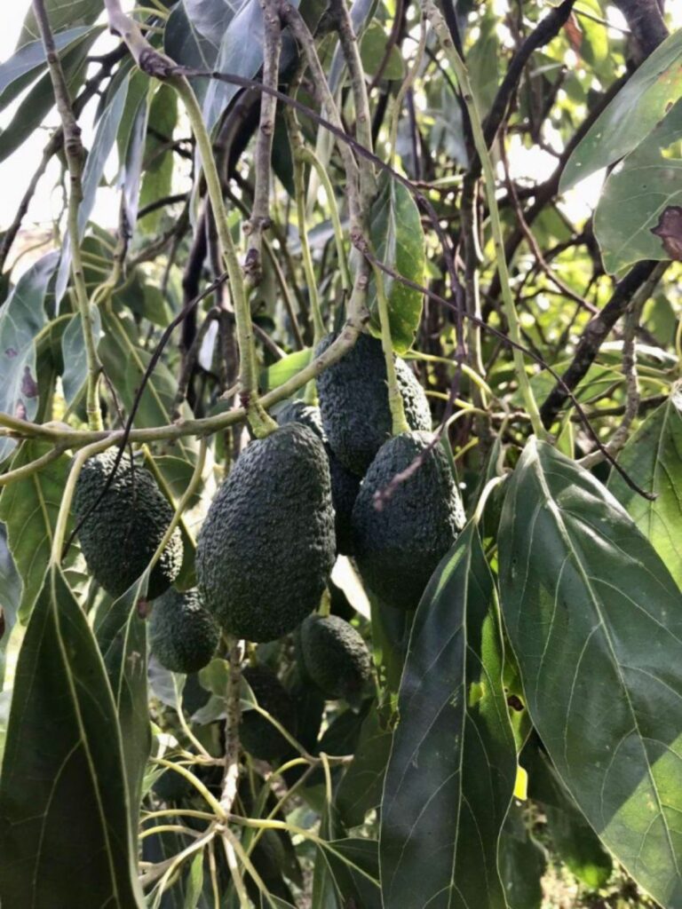 f77aca232fb32d7e97a88a8c66072be2 - 15