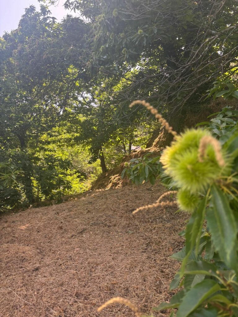 54c36004eb11dcf79b4fb233e78f3d8a - 10